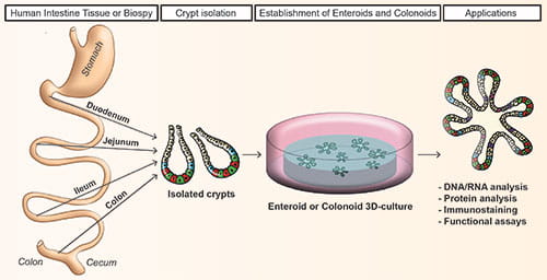 Figure 1 - Workflow of crypts dissociation and generation of human enteroids and colonoids in culture.